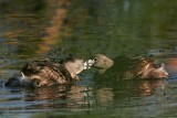 _MG_3606 Pied-billed Grebe.jpg