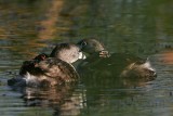 _MG_3611 Pied-billed Grebe.jpg