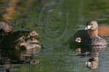 _MG_3619 Pied-billed Grebe.jpg