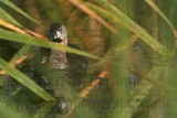 _MG_3698 Pied-billed Grebe.jpg