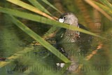 _MG_3711 Pied-billed Grebe.jpg