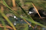 _MG_3772 Pied-billed Grebejpg