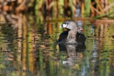 _MG_4627 Pied-billed Grebe.jpg