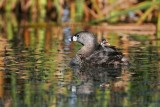 _MG_4634 Pied-billed Grebe.jpg
