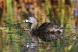 _MG_4774 Pied-billed Grebe.jpg