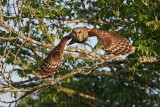 _MG_3555 Barred Owl.jpg