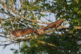 _MG_3556 Barred Owl.jpg