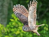 _MG_3736 Barred Owl.jpg