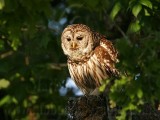 _MG_3744 Barred Owl.jpg