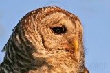 _MG_3857 Barred Owl.jpg