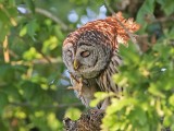 _MG_3891 Barred Owl.jpg