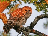 _MG_4201 Barred Owl.jpg