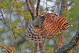 _MG_4309 Barred Owl.jpg