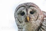 _MG_4574 Barred Owl.jpg