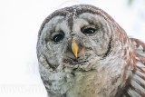 _MG_4602 Barred Owl.jpg