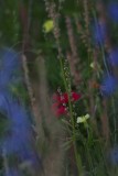 _MG_4643 800.jpg