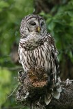 _MG_4651 Barred Owl.jpg
