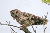 _MG_4758 Barred Owl.jpg