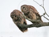 _MG_4823 Barred Owl.jpg