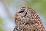 _MG_4911 Barred Owl.jpg
