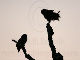 _MG_4998  Barred Owl.jpg
