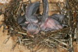 _MG_7487 Chimney Swift.jpg