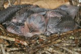 _MG_7489 Chimney Swift.jpg