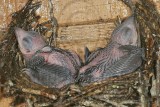 _MG_7652 Chimney Swift.jpg
