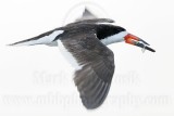 _MG_1981 Black Skimmer.jpg