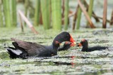 _MG_2467 Common Moorhen.jpg