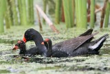 _MG_2493 Common Moorhen.jpg
