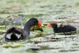 _MG_2505 Common Moorhen.jpg
