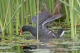 _MG_2558 Common Moorhen.jpg