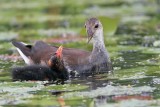 _MG_2569 Common Moorhen.jpg