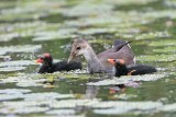 _MG_2598 Common Moorhen.jpg