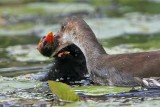 _MG_2632crop  Common Moorhen.jpg
