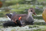 _MG_2688 Common Moorhen.jpg