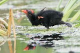 _MG_2733 Common Moorhen.jpg