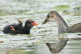 _MG_2798crop Common Moorhen.jpg