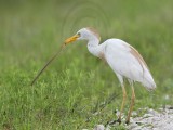 _MG_2127 Cattle Egret.jpg