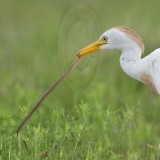 _MG_2127crop Cattle Egret.jpg