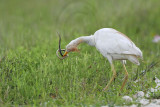 _MG_2148 Cattle Egret.jpg