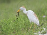 _MG_2150 Cattle Egret.jpg