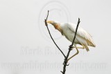 _MG_2227 Cattle Egret.jpg