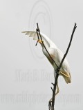 _MG_2258 Cattle Egret.jpg