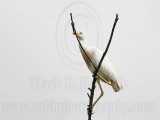 _MG_2284 Cattle Egret.jpg