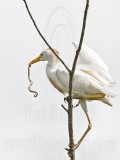_MG_2296 Cattle Egret.jpg