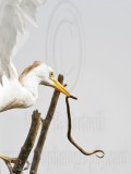 _MG_2304crop Cattle Egret.jpg