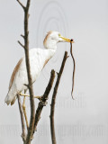 _MG_2328 Cattle Egret.jpg