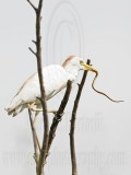 _MG_2337 Cattle Egret.jpg